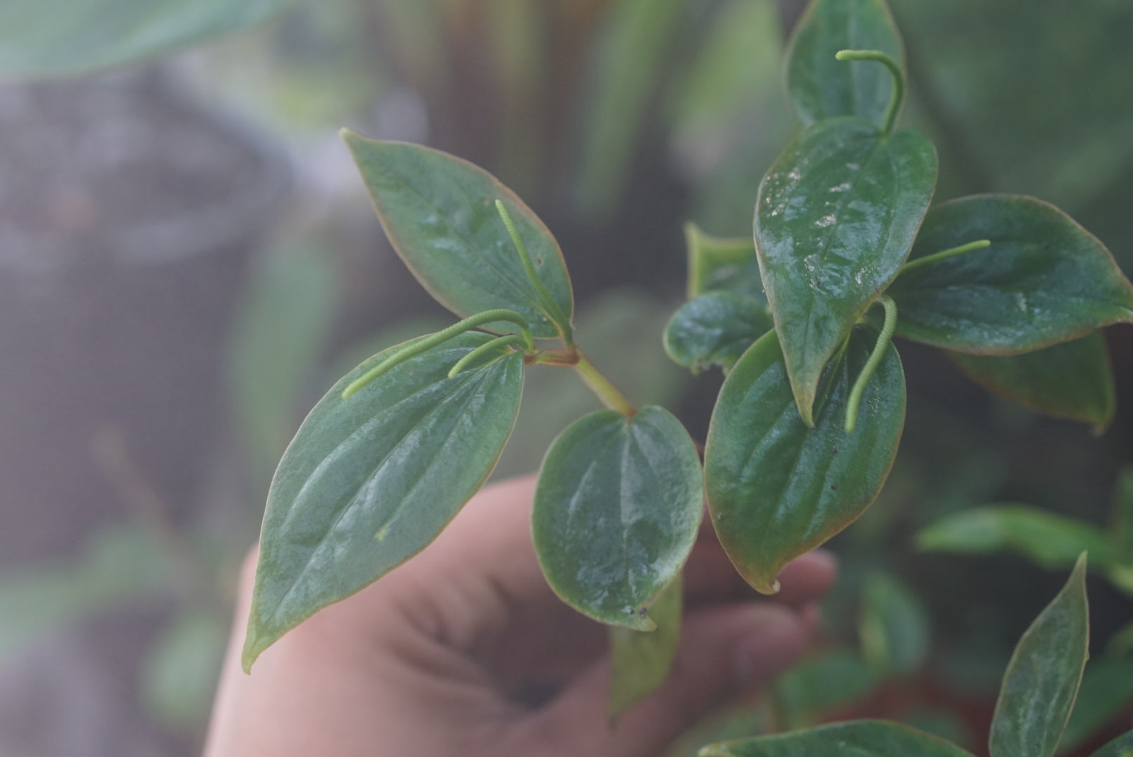 Peperomia aff. alata