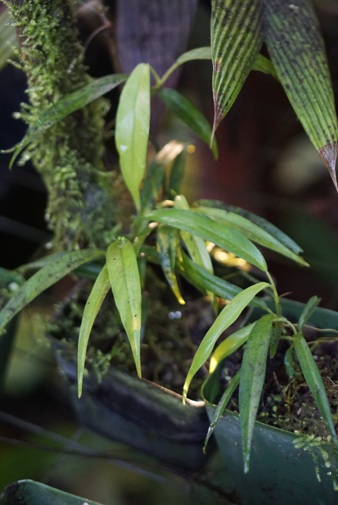 Philodendron chinchamayense