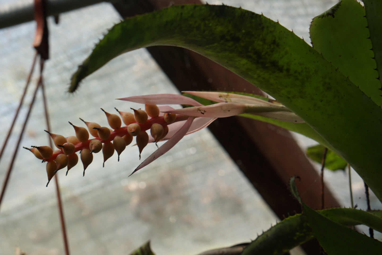 Aechmea nudicaulis - Panama variant