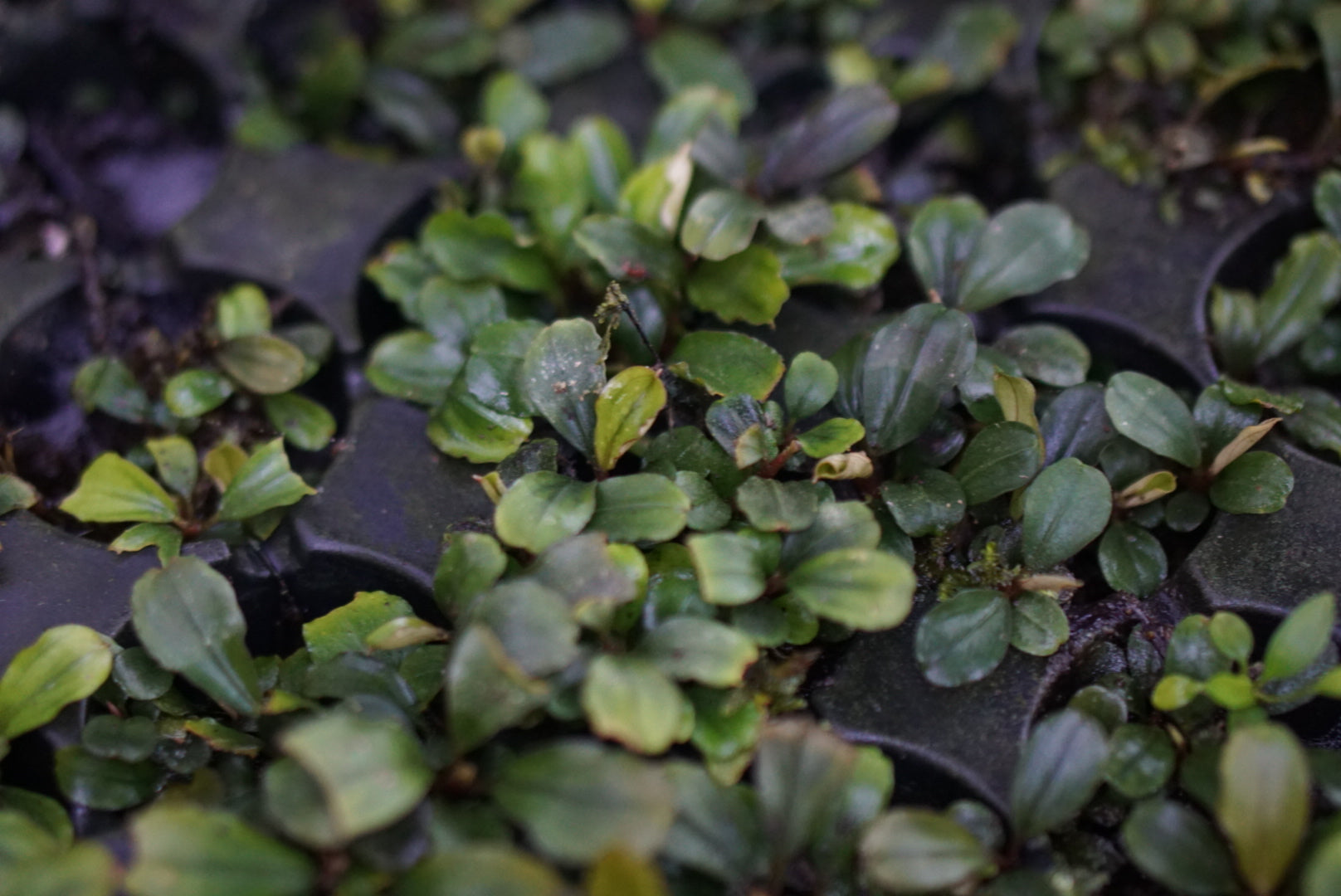 Bucephalandra sp. Sanggau 1