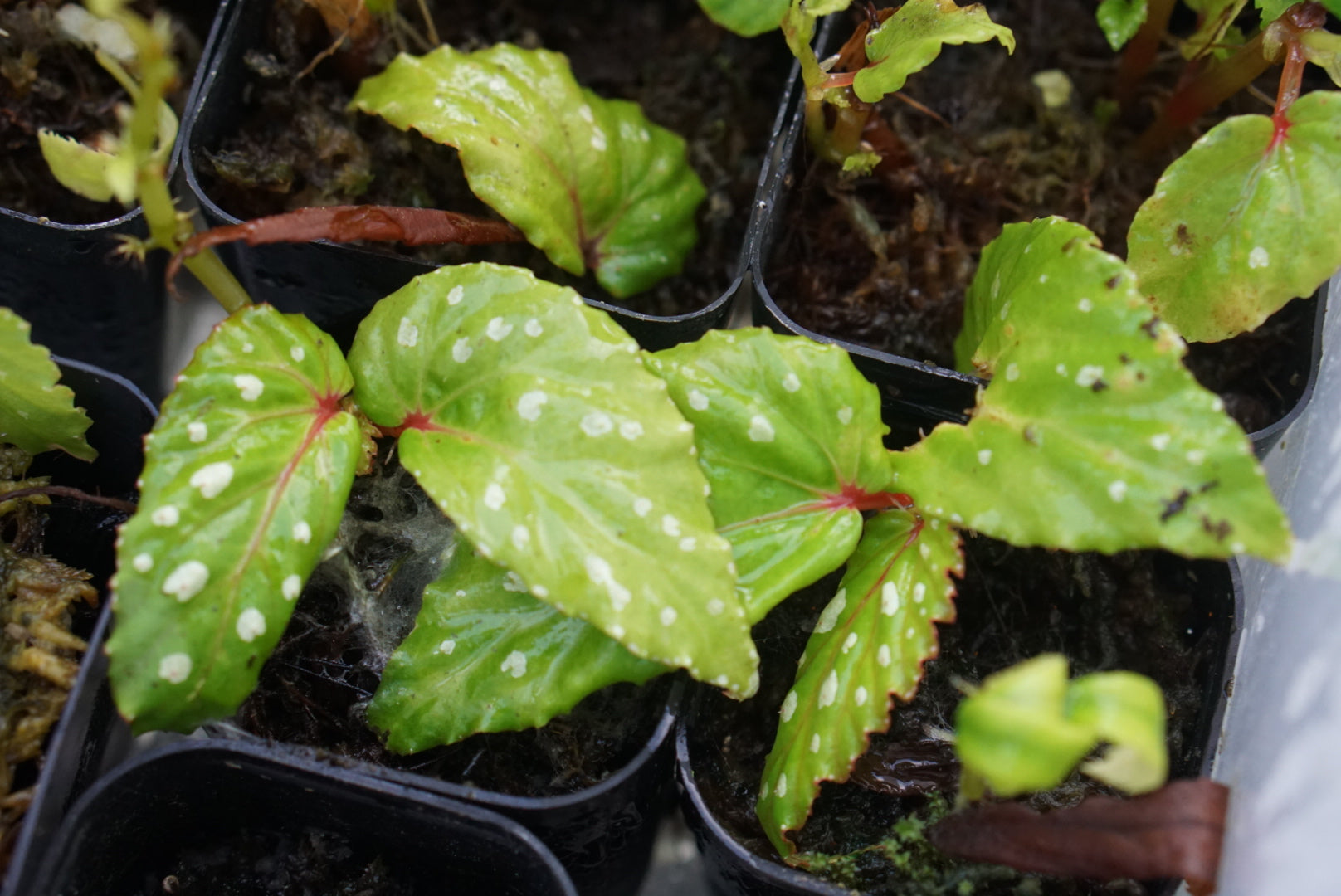 Begonia sp. Sanggau