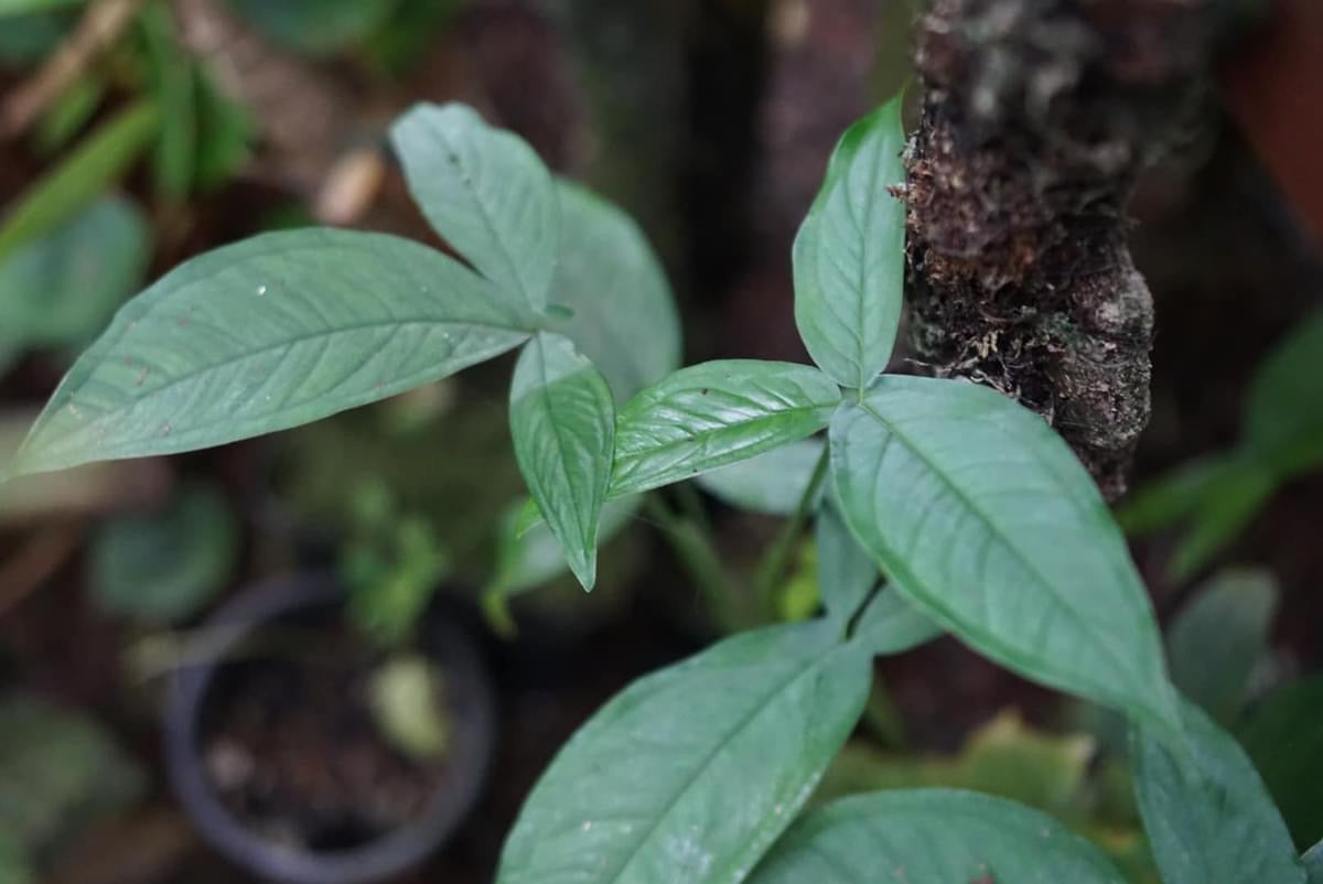 Syngonium sp. Puerto Quito 1