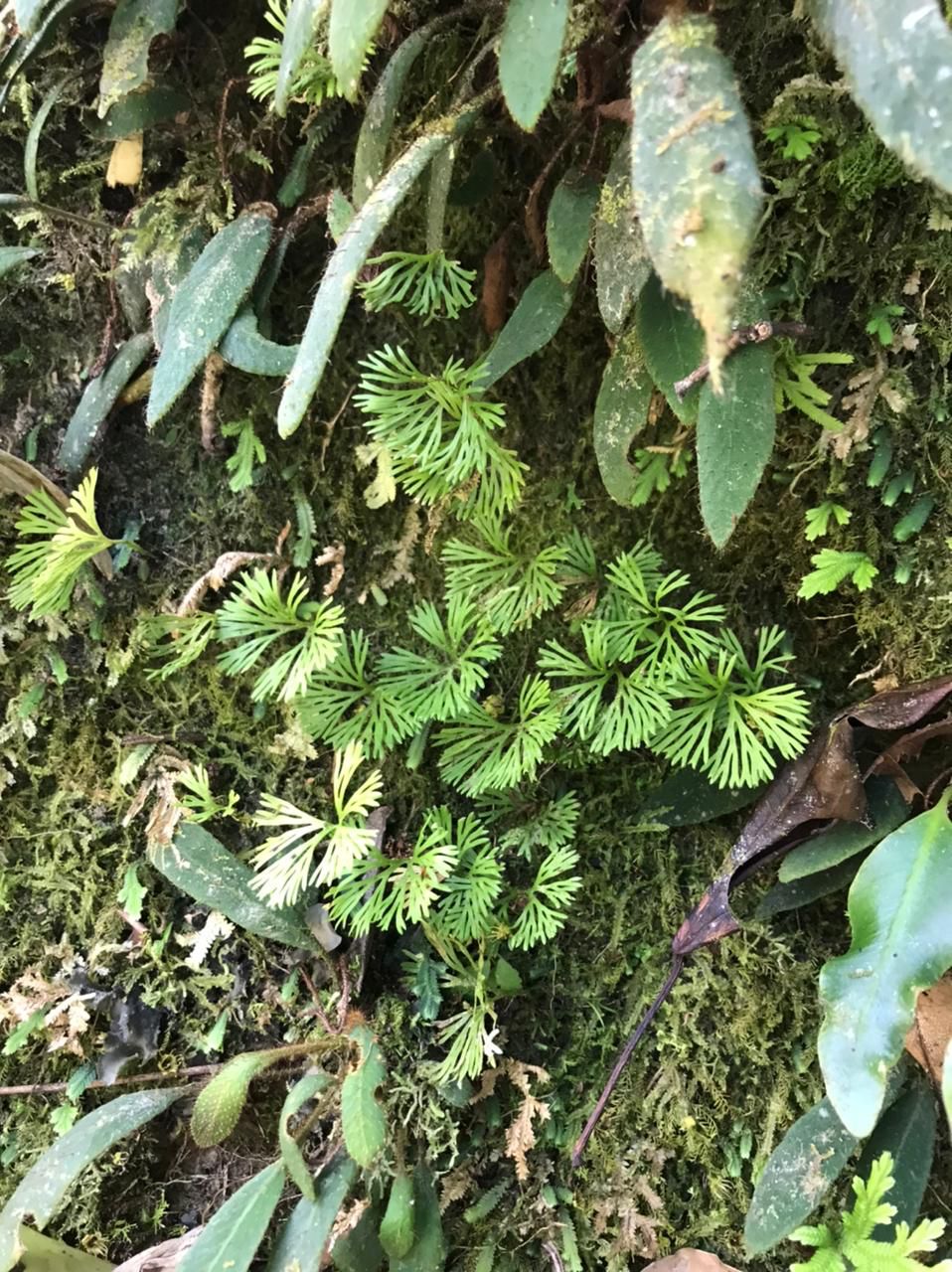 Elaphoglossum peltatum 'Peru'