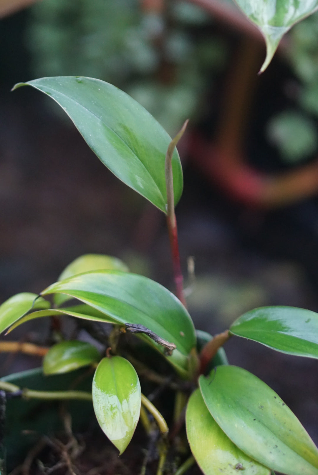 Philodendron pierrelianum