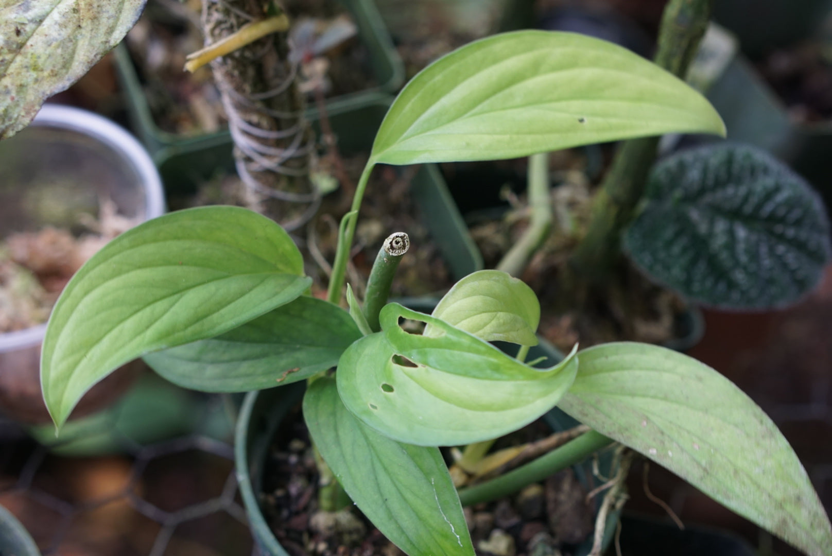 Monstera sp. Esmeraldas