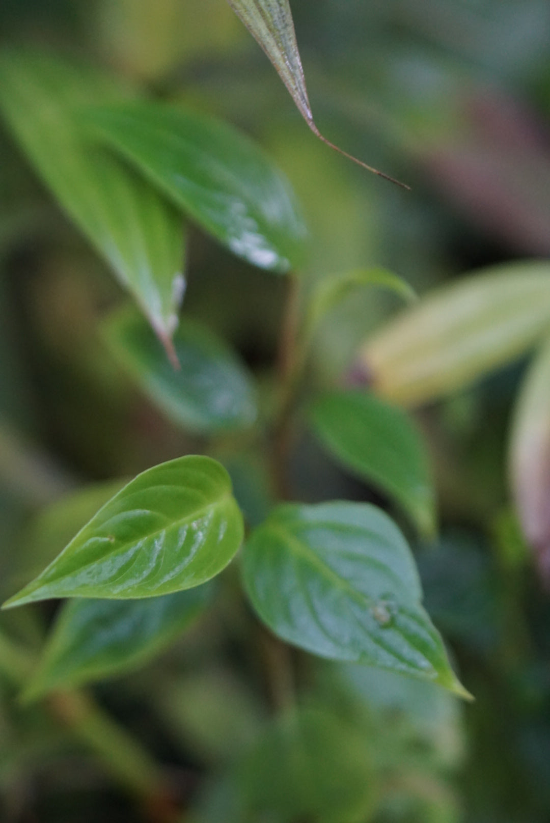 Peperomia sp Mindo