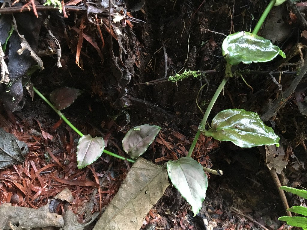 Rhodospatha sp. Morona