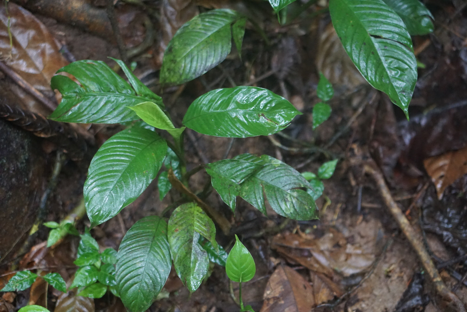 Philodendron sp. Puerto Quito 1