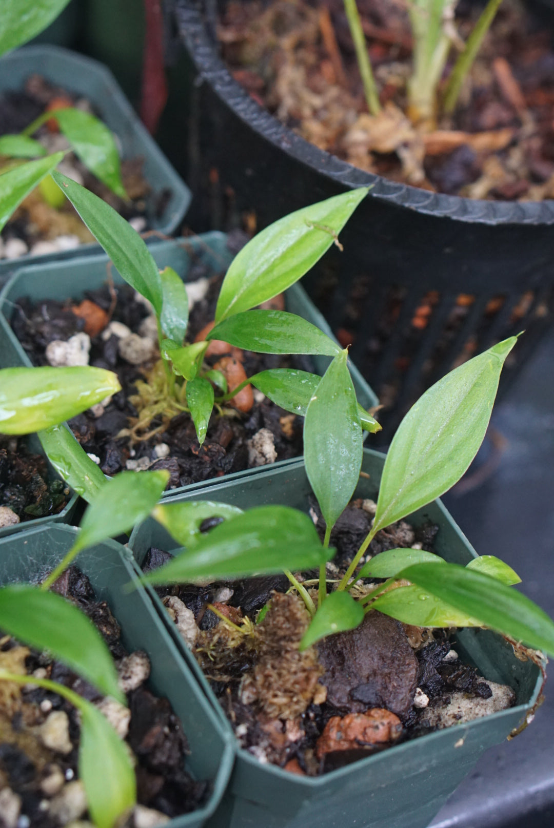 Homalomena truncata “black”