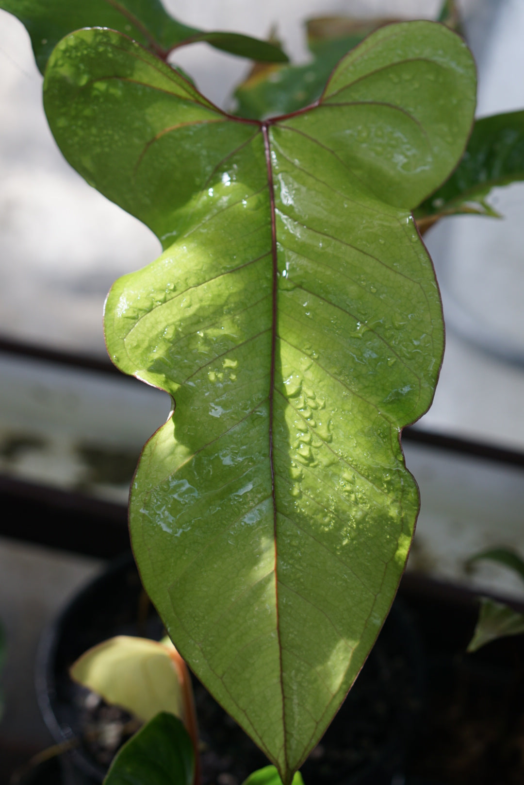 Anthurium sp Narino 2