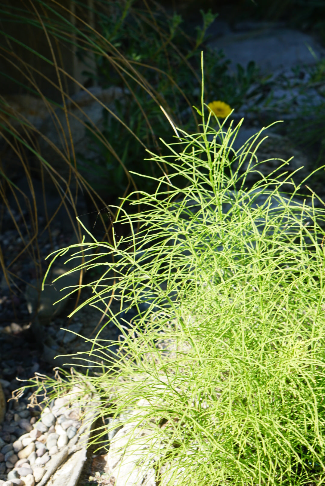 Equisetum arvense