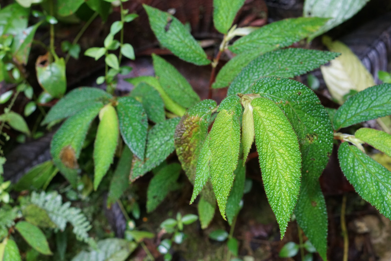 Begonia buddleiifolia