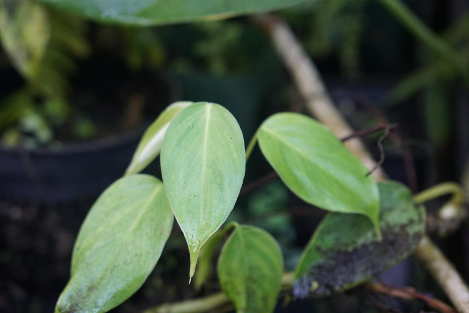 Philodendron sp Choco