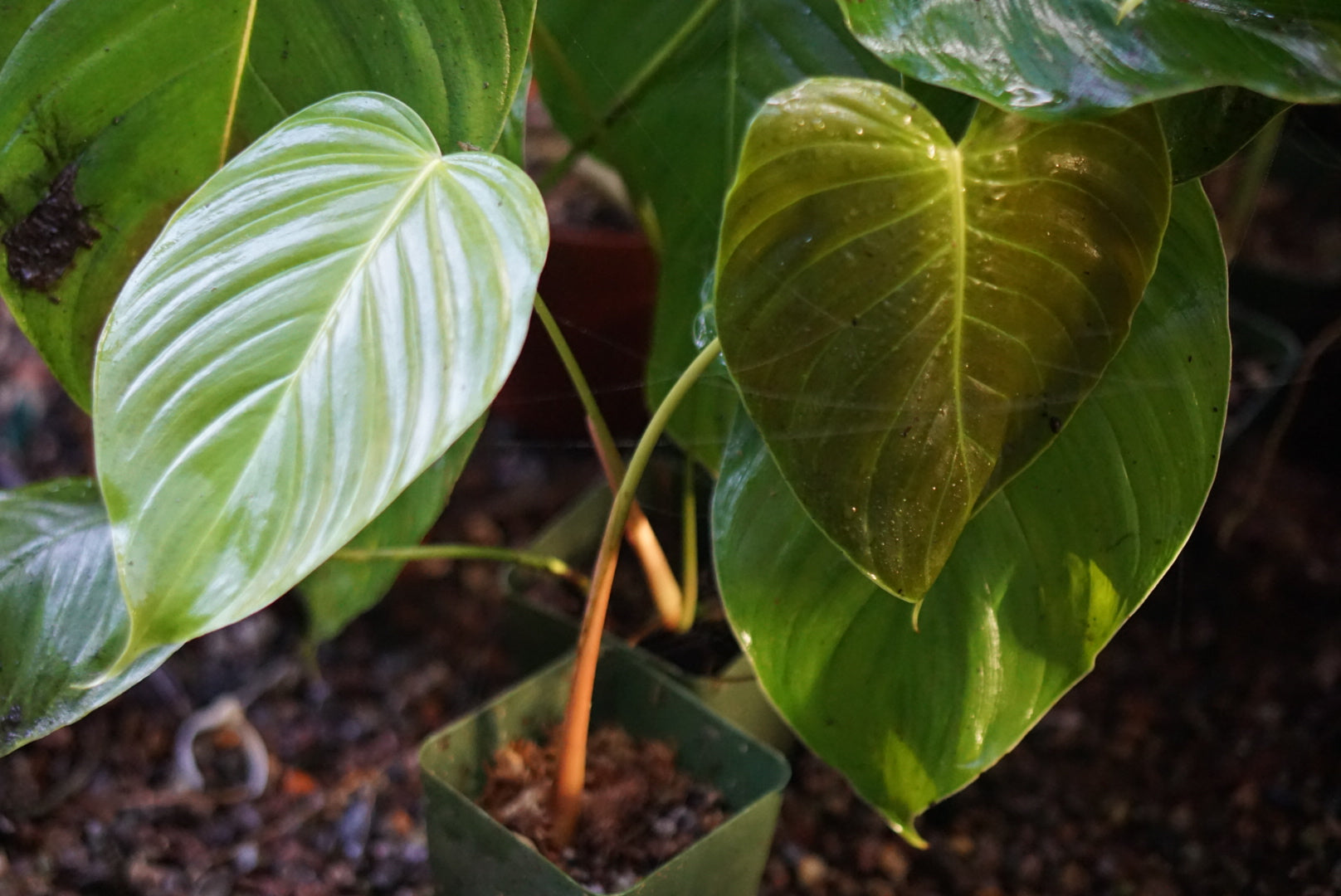 Philodendron sp. Tamarindo