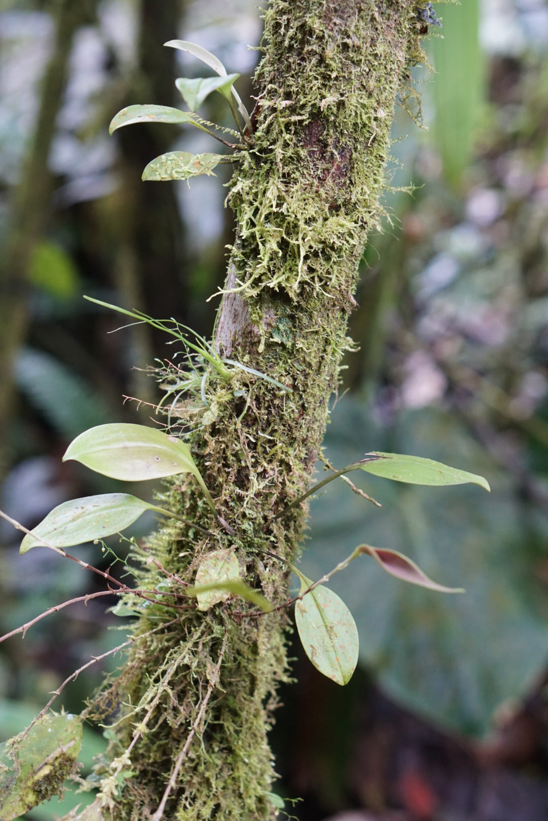 Scaphosepalum beluosum