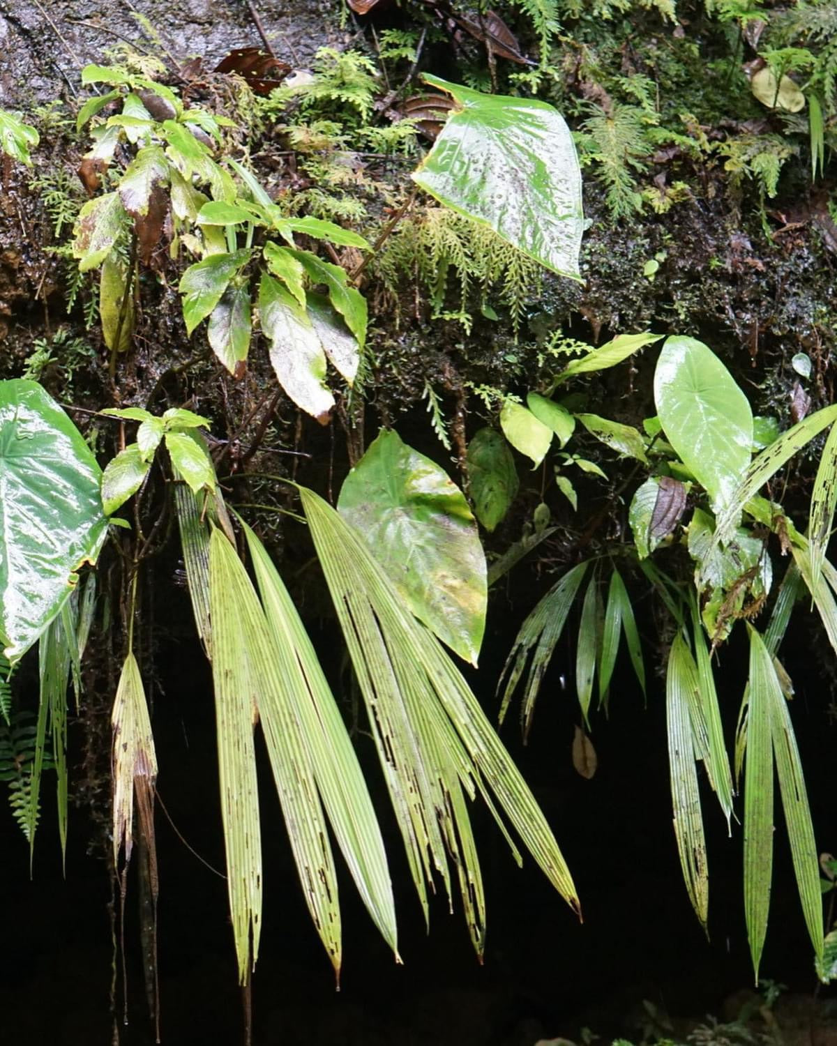 Dicranopygium stenophyllum