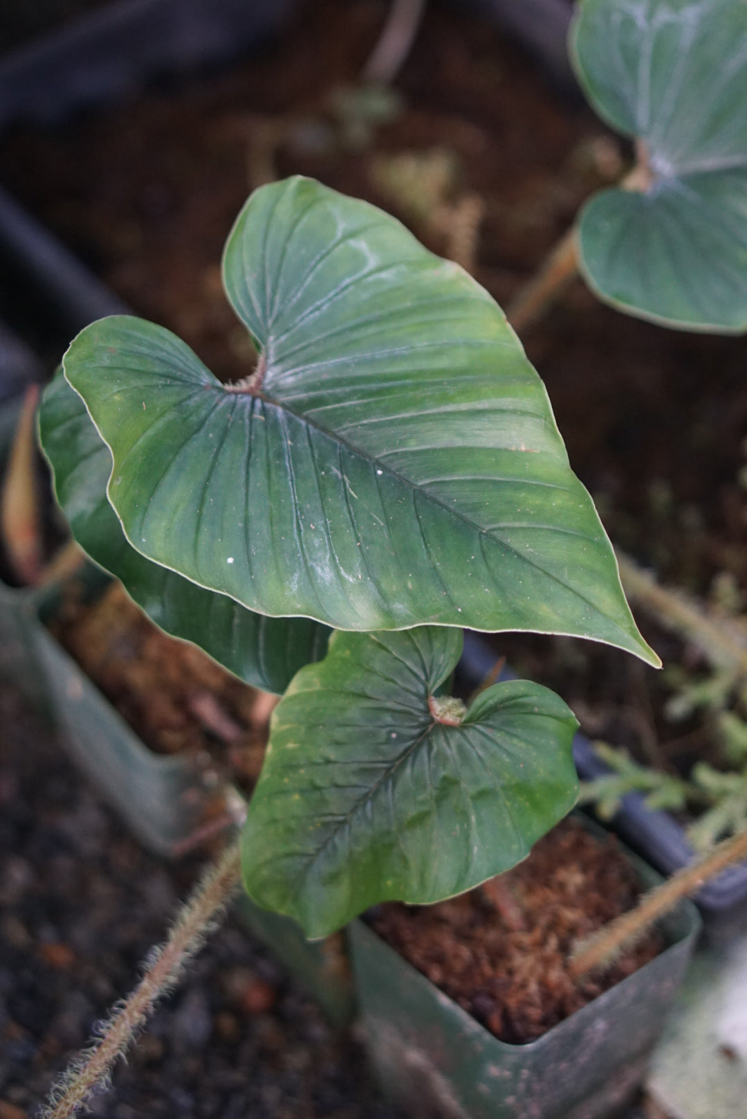 Philodendron Serpens