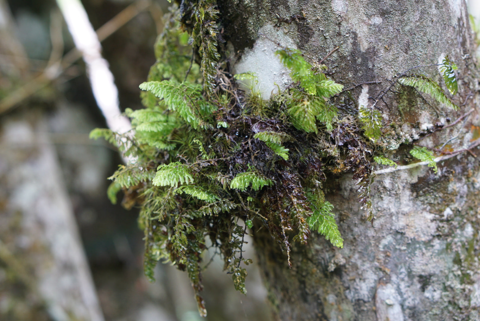 Hymenophyllum sp Moyobamba