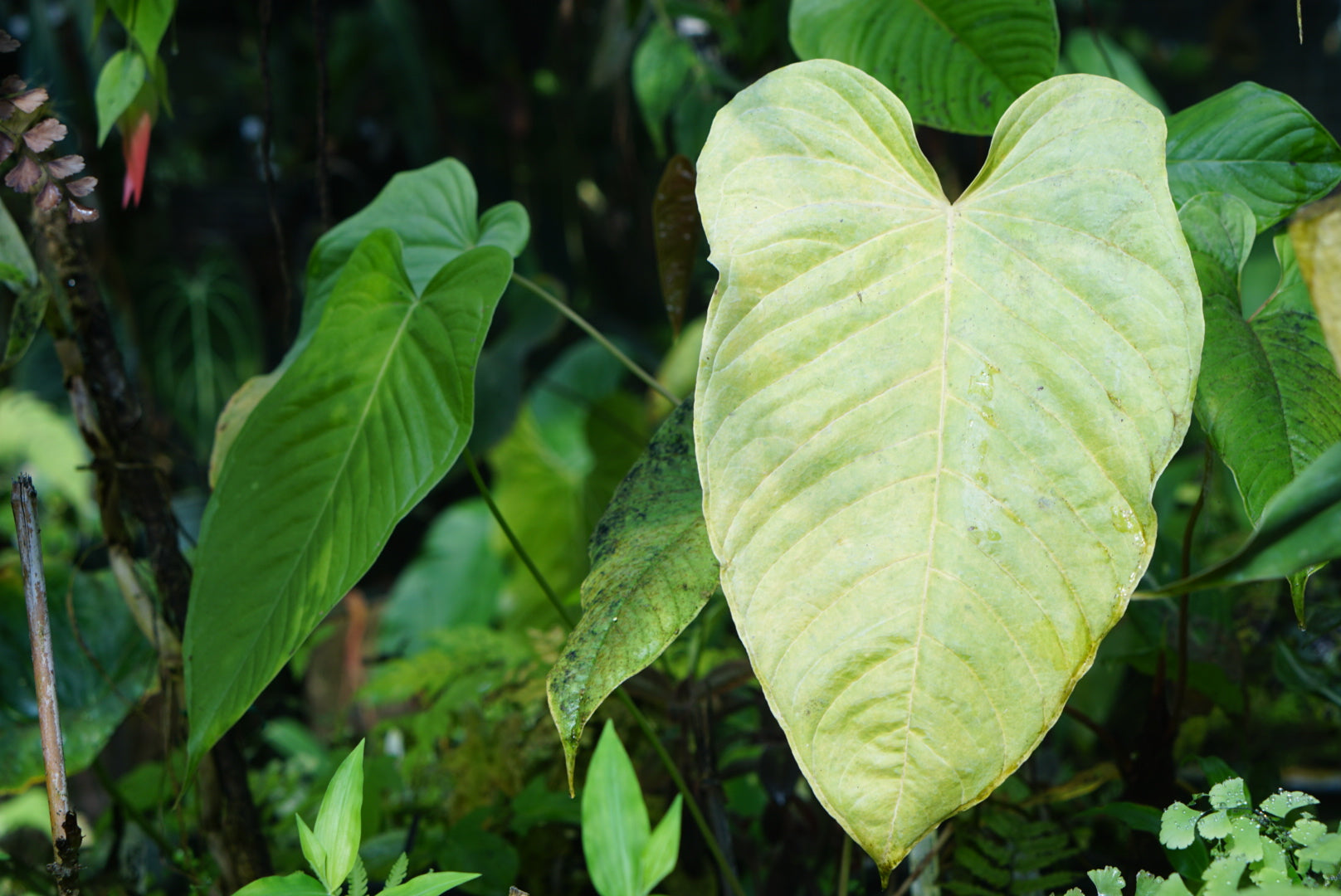 Anthurium sp Napo