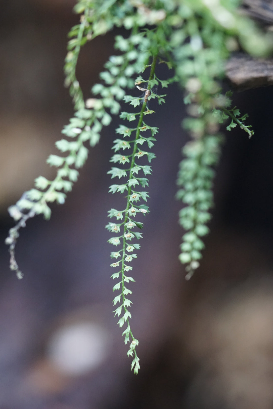 Asplenium sp Andes 3