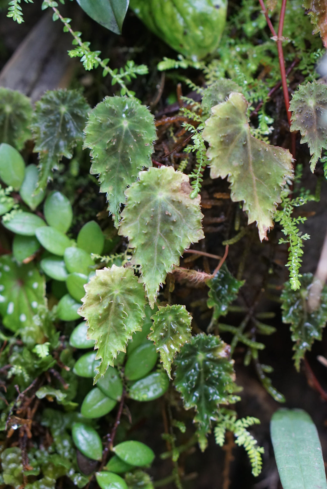 Begonia maurandiae