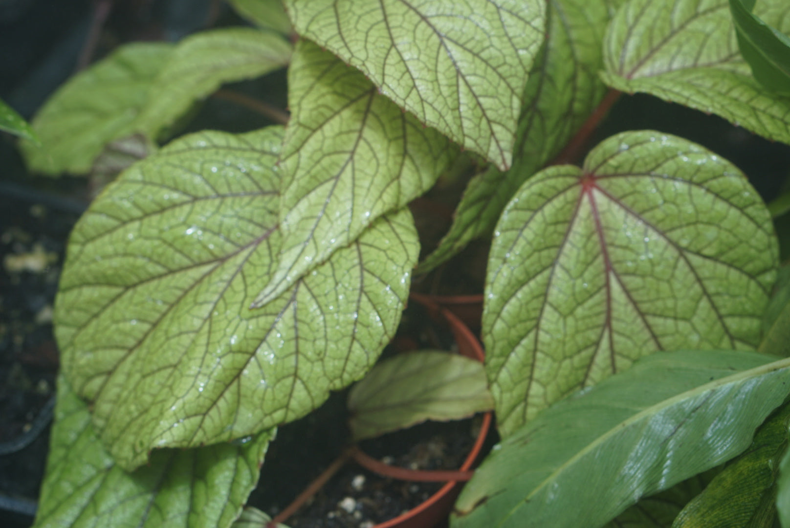 Begonia abdullahpieei