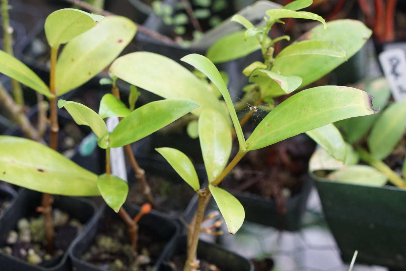 Medinilla succulenta