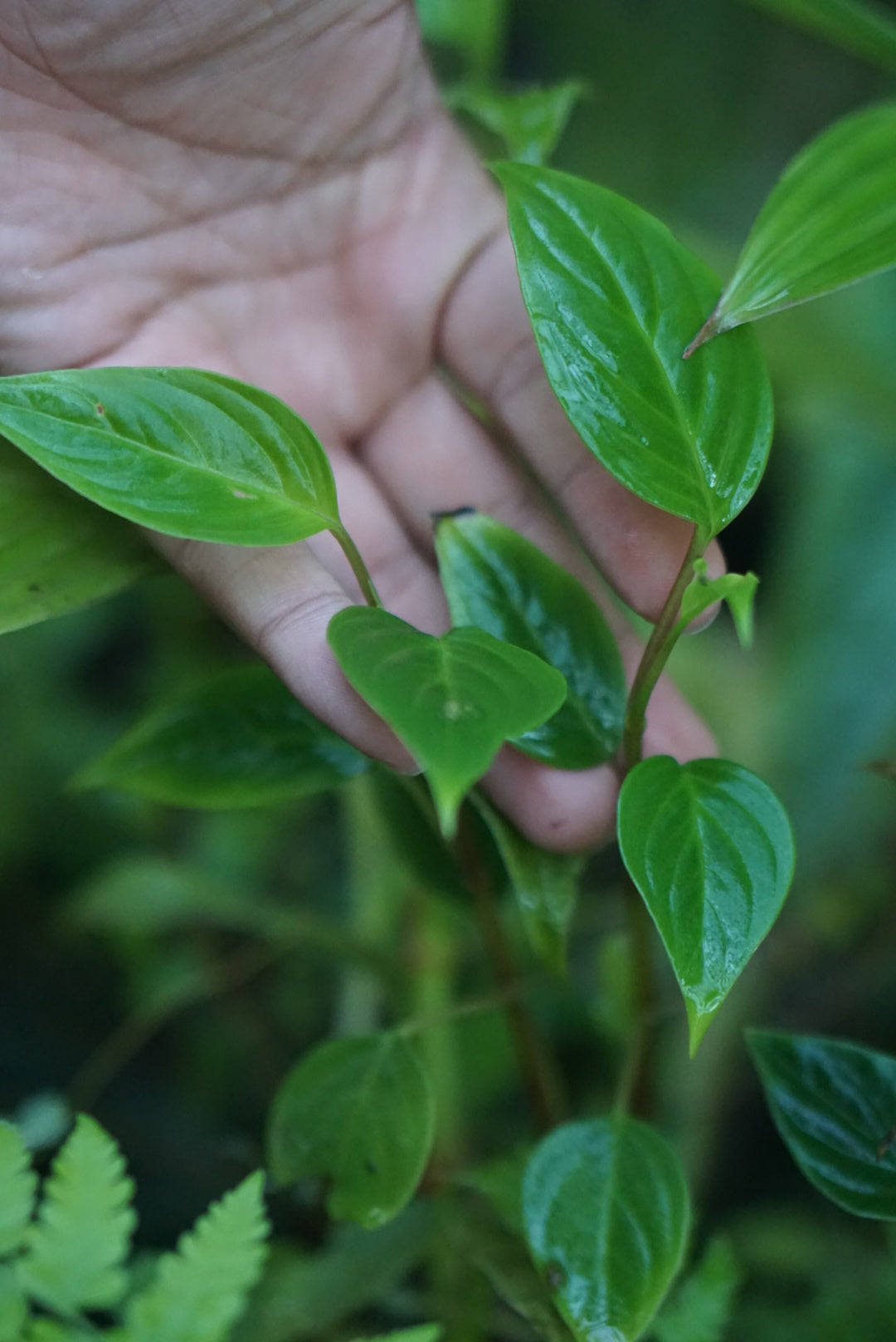 Peperomia sp Mindo