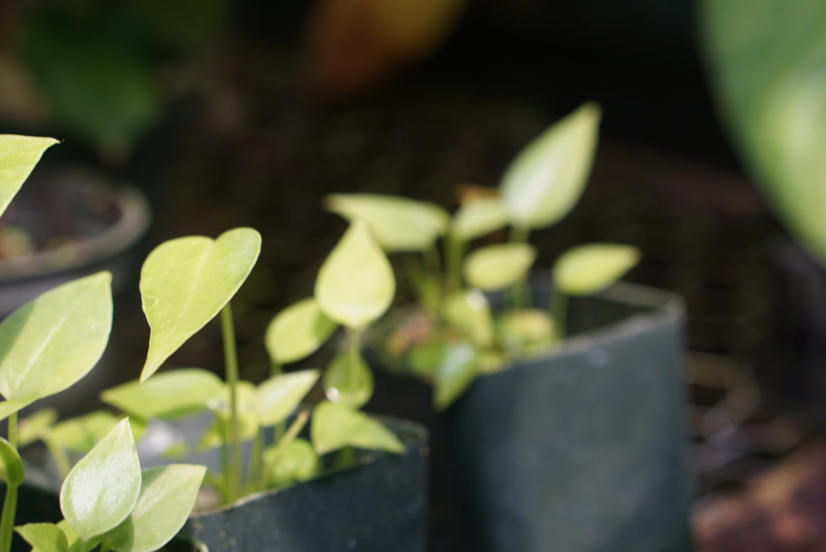 Anthurium pseudospectabile (seedlings)