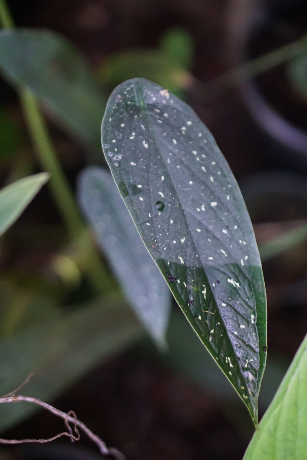 Caladium palacioanum