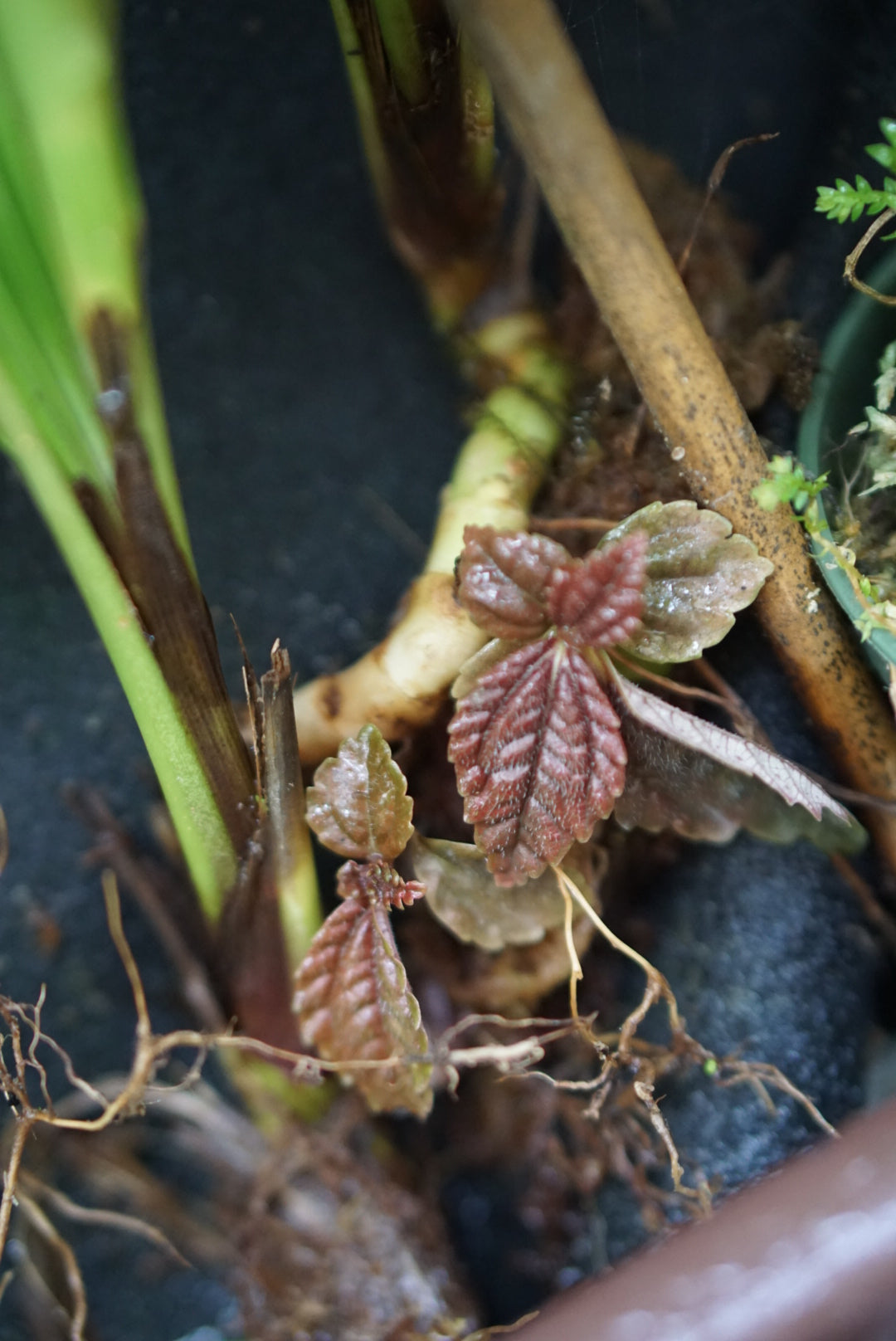 Pilea sp Choco 3