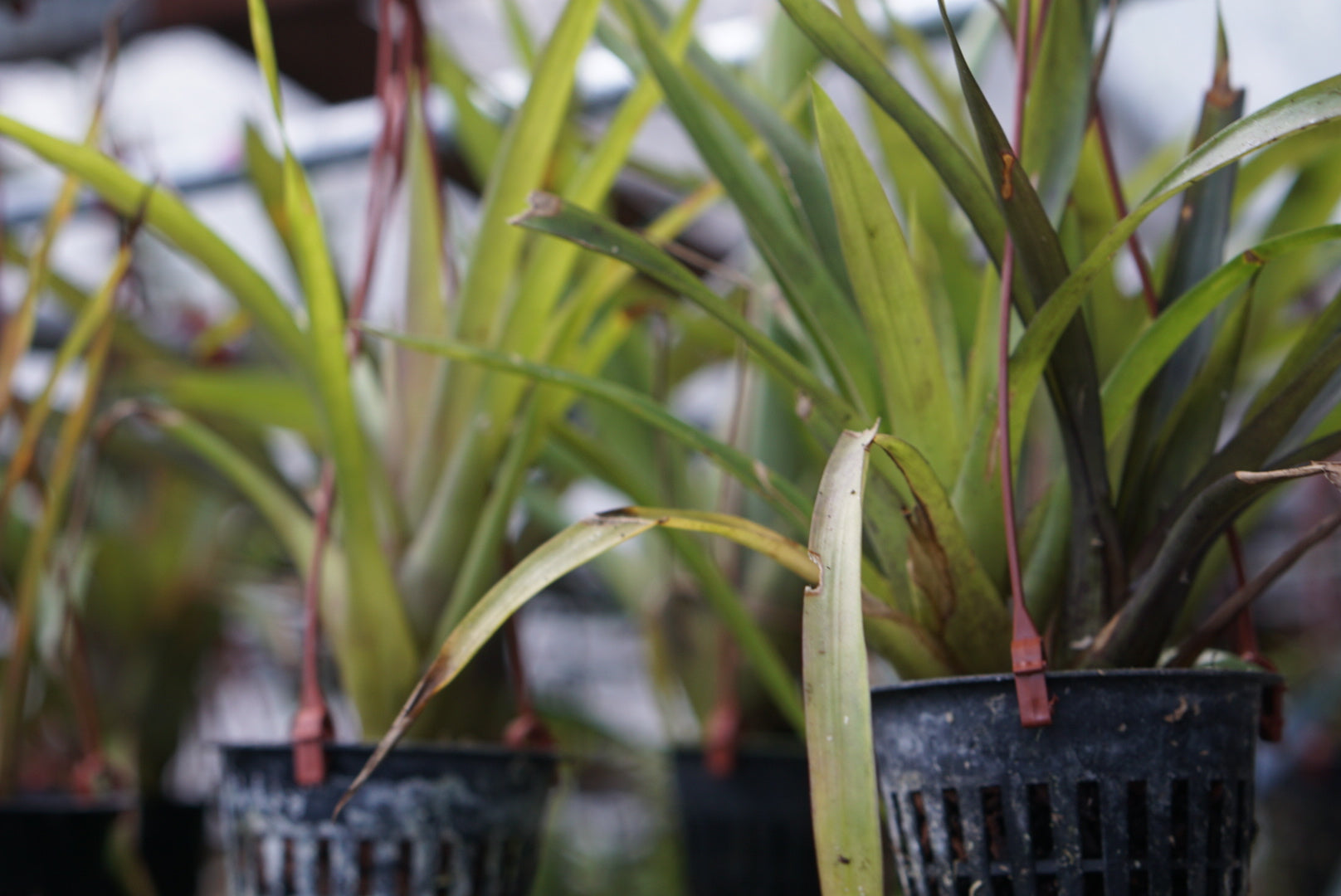 Guzmania monostachia