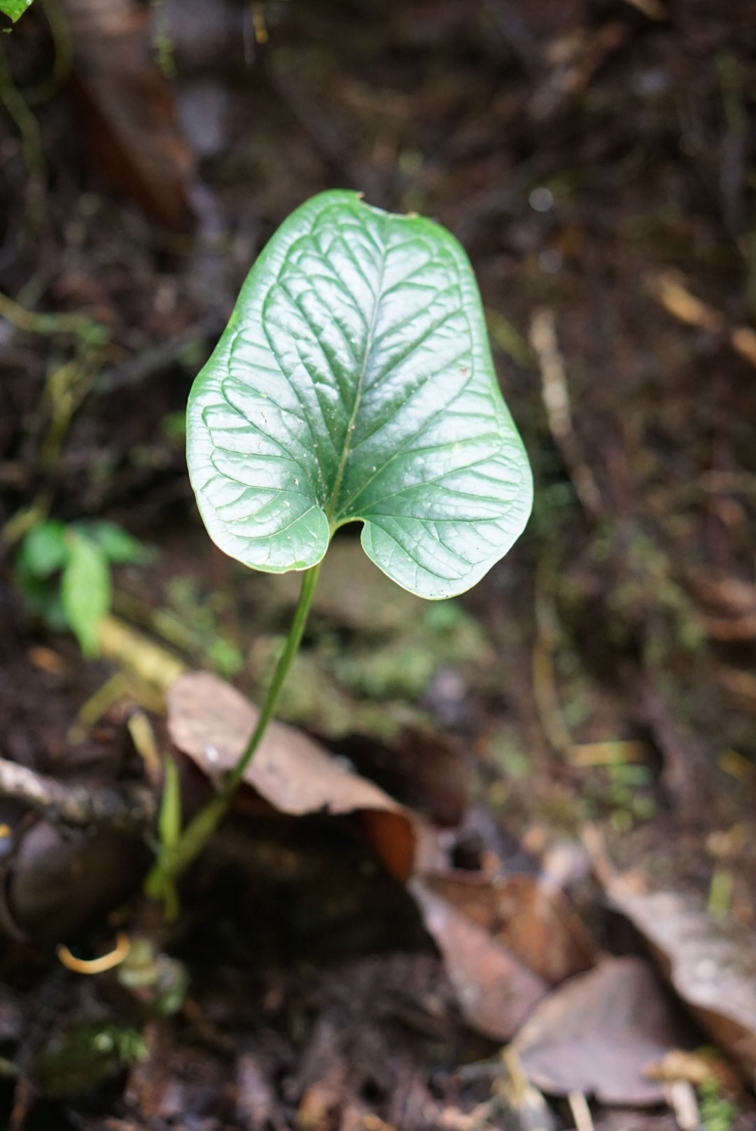 Anthurium cf. lancea