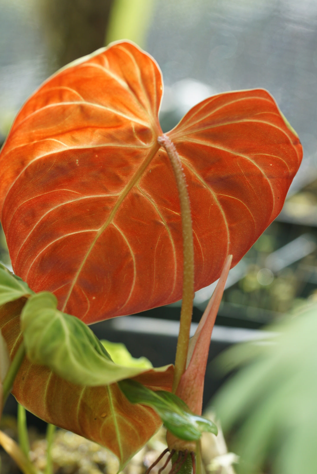 Philodendron verrucosum 'Tingo Maria'