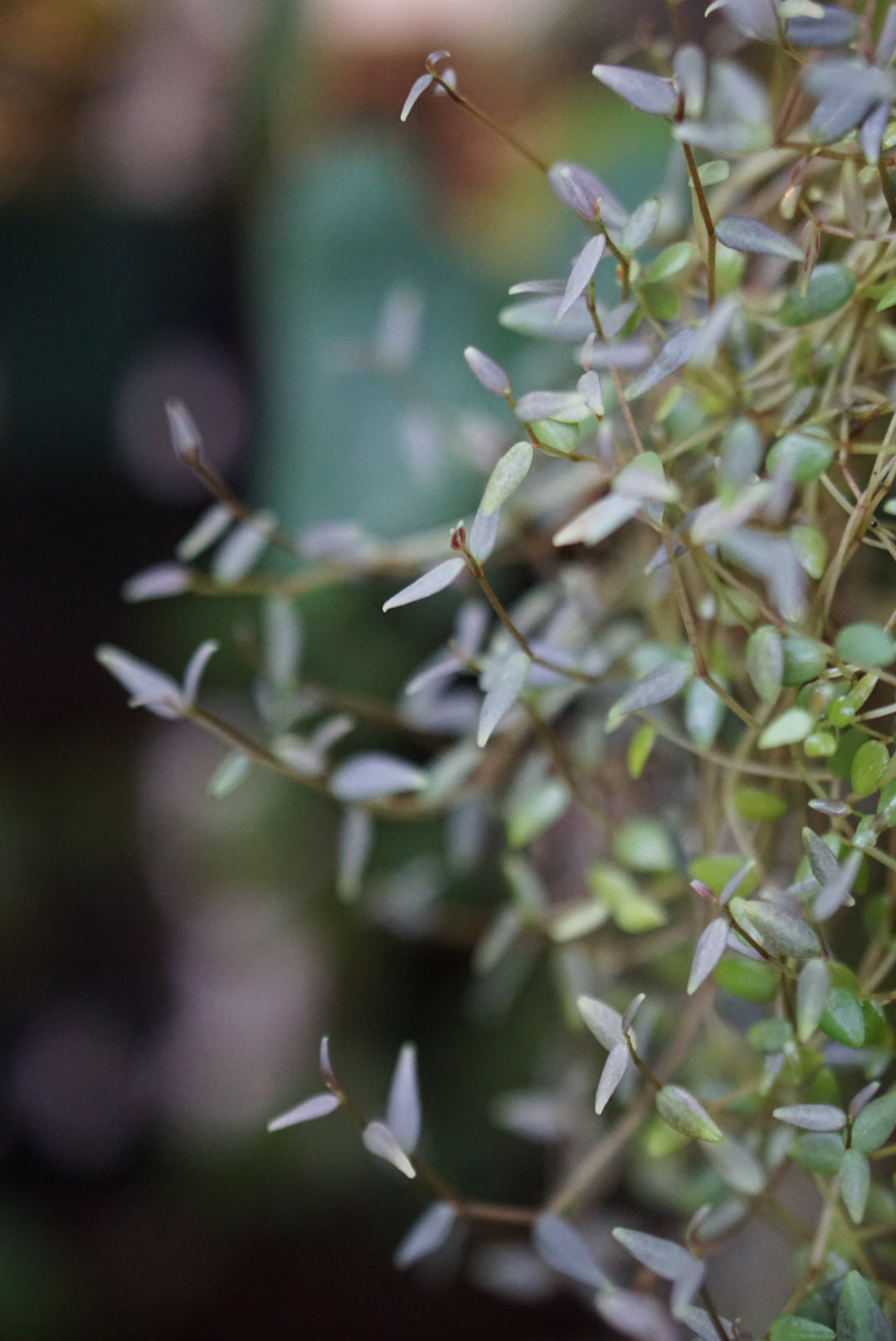 Peperomia jamesoniana