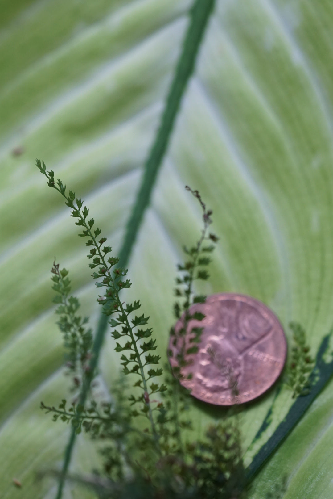 Asplenium sp Andes 3