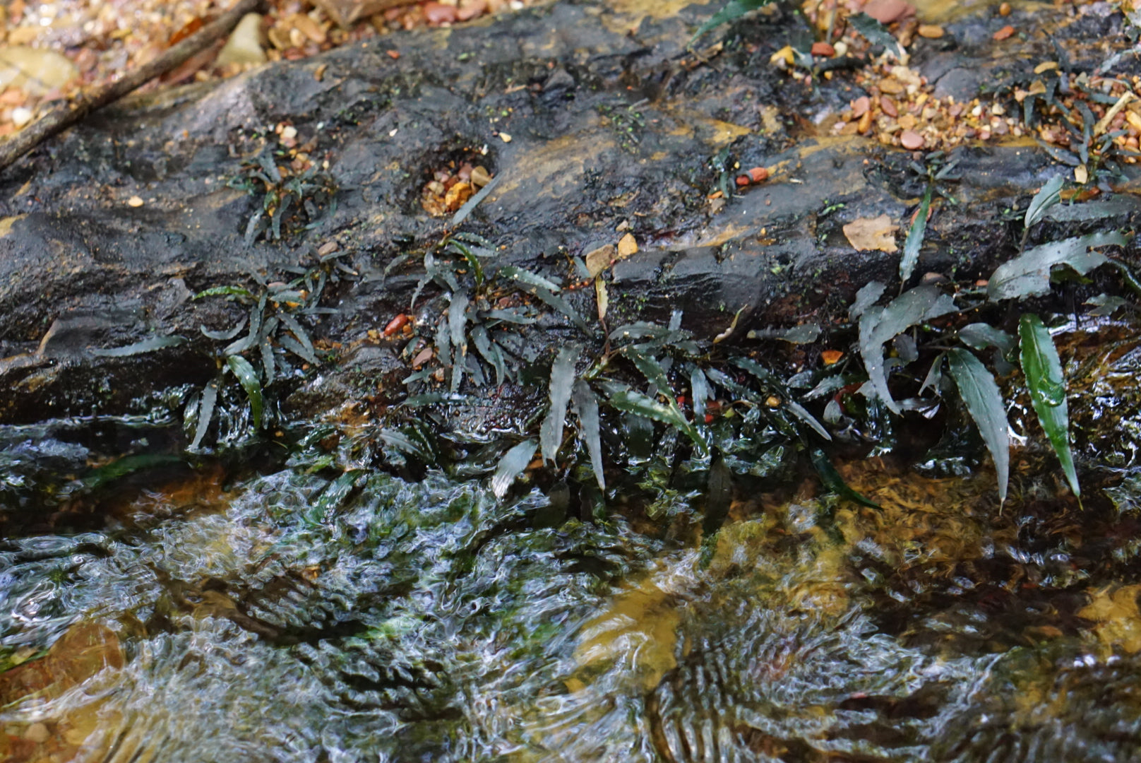 Schismatoglottis roseospatha