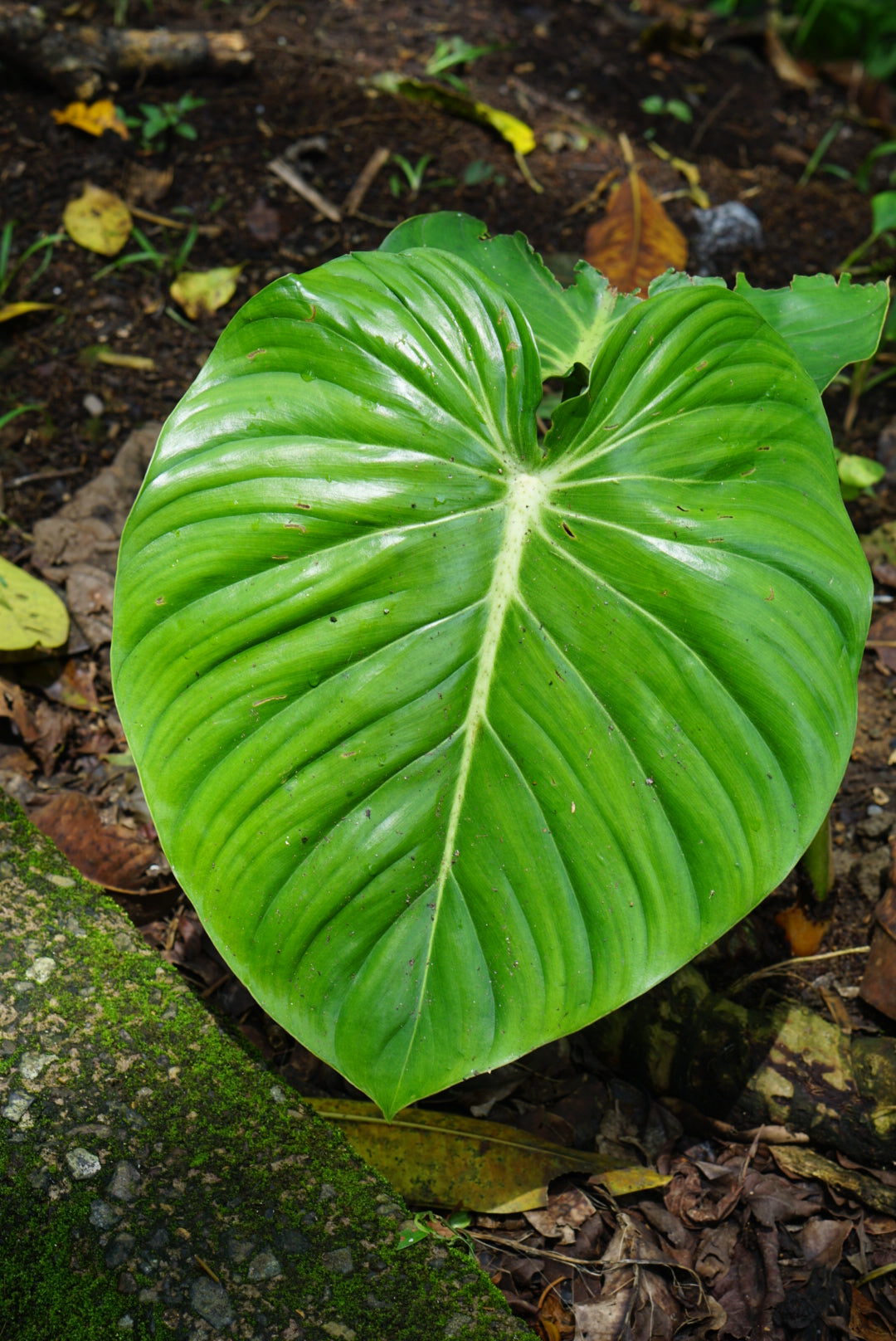 Philodendron pastazum