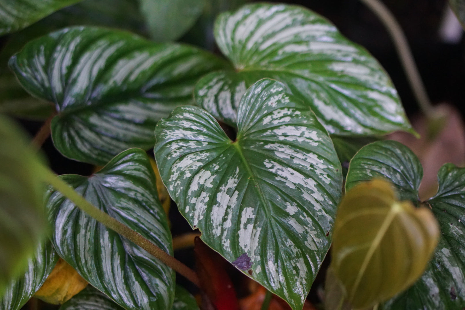 Philodendron mamei