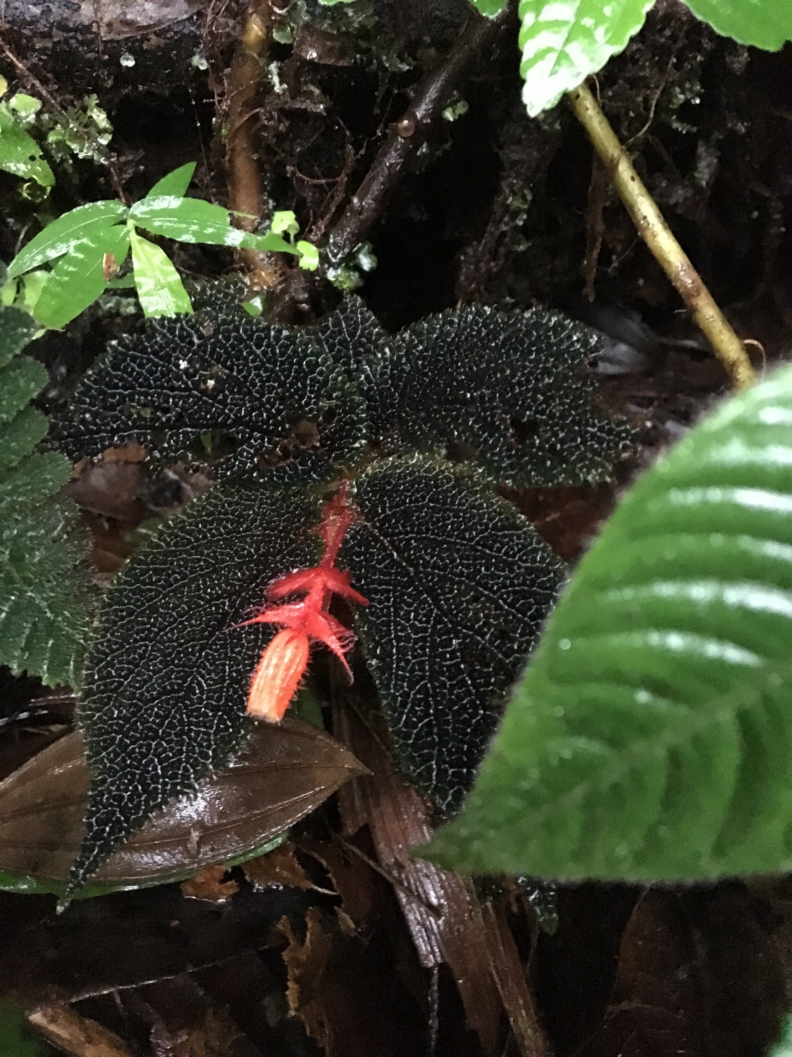 Begonia lehmannii