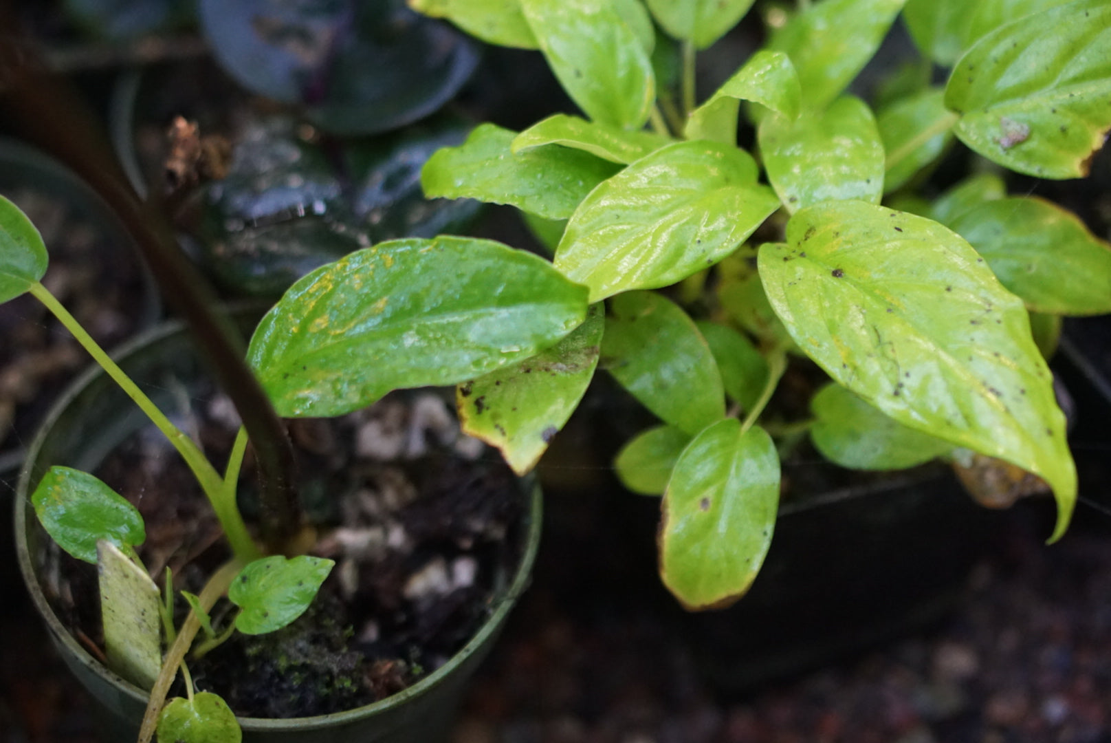 Chlorospatha sp. Napo