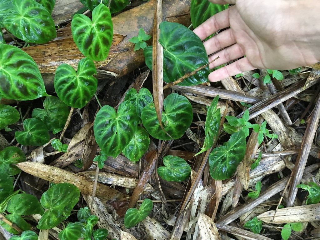 Philodendron verrucosum 'San Miguel' (dwarf form)