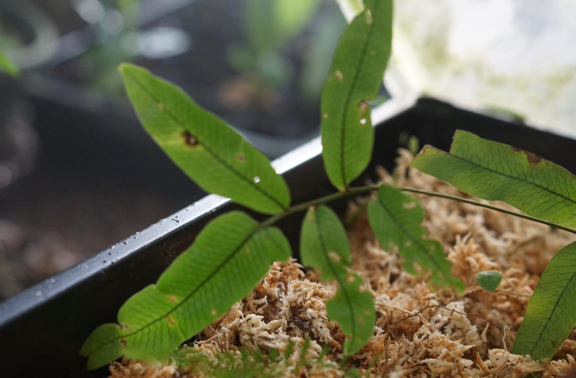 Blechnum sp. Chocó