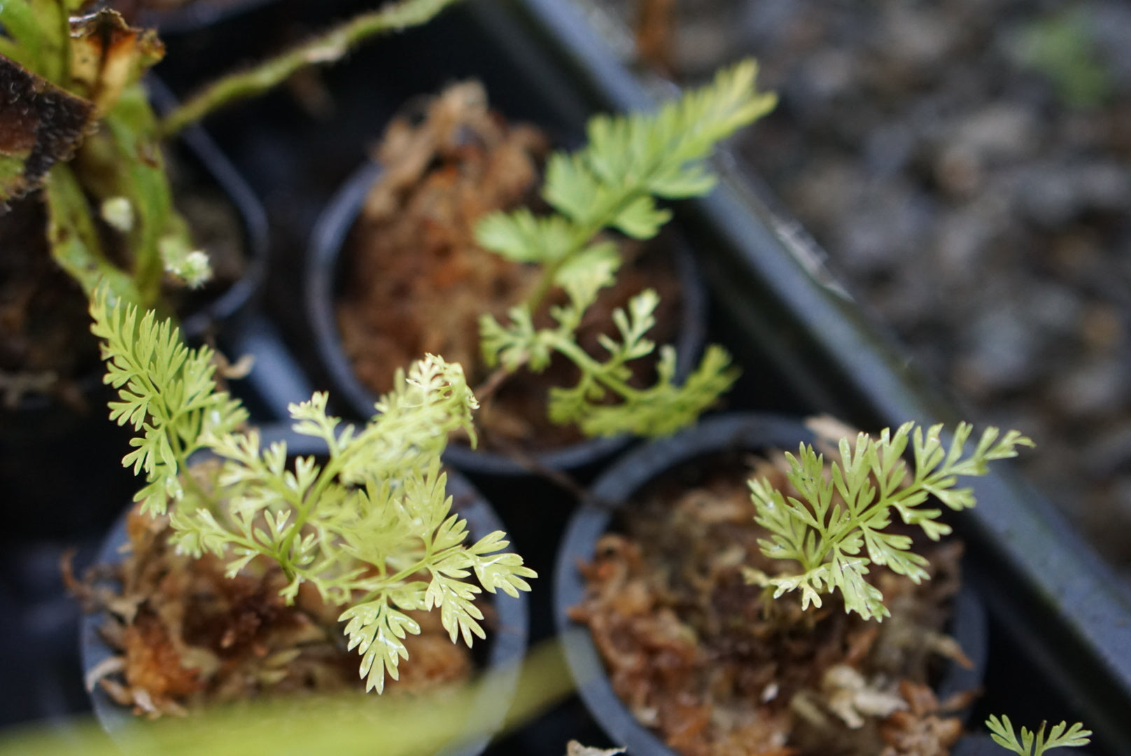 Asplenium aff fragrans