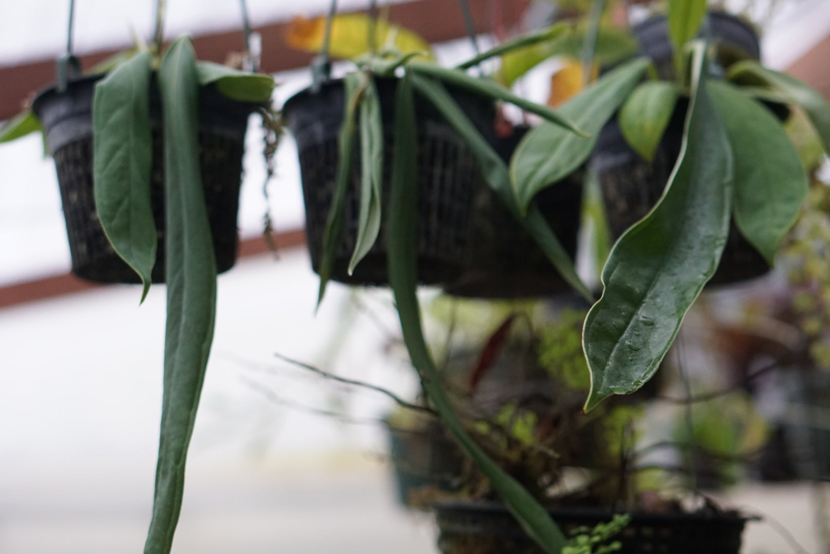 Anthurium ceronii