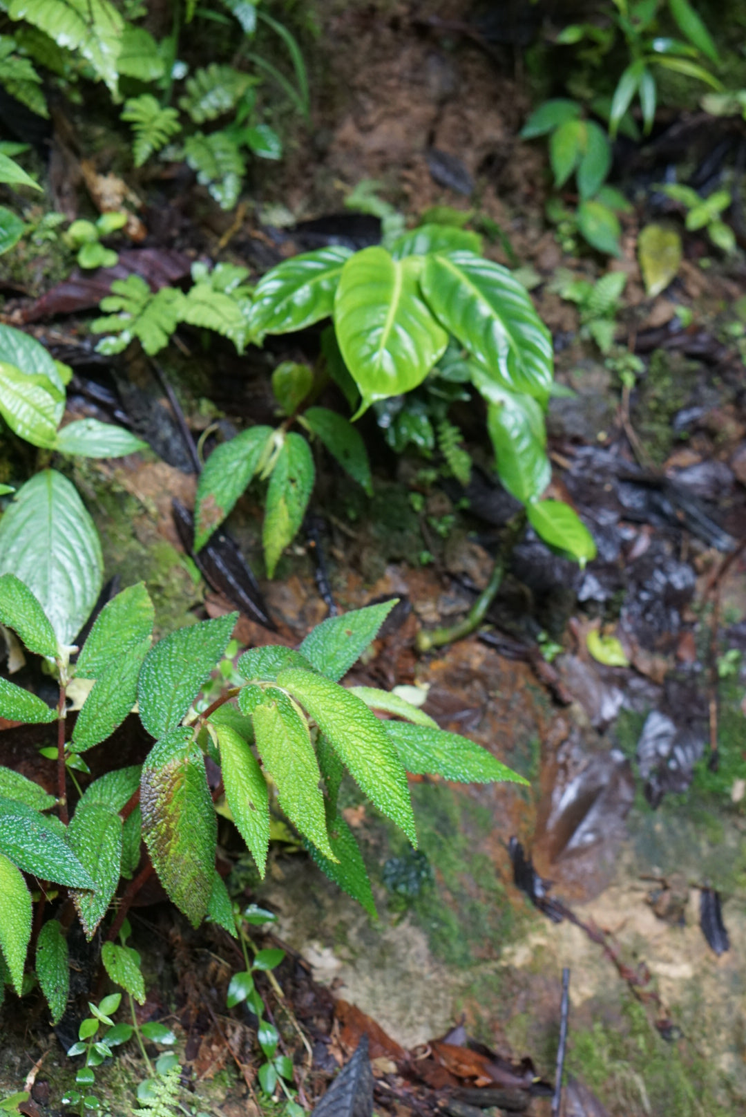 Begonia buddleiifolia