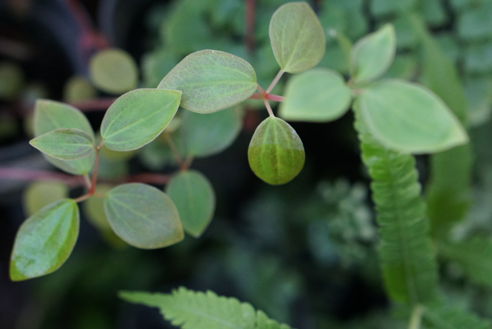 Peperomia sp. Venezuela 2