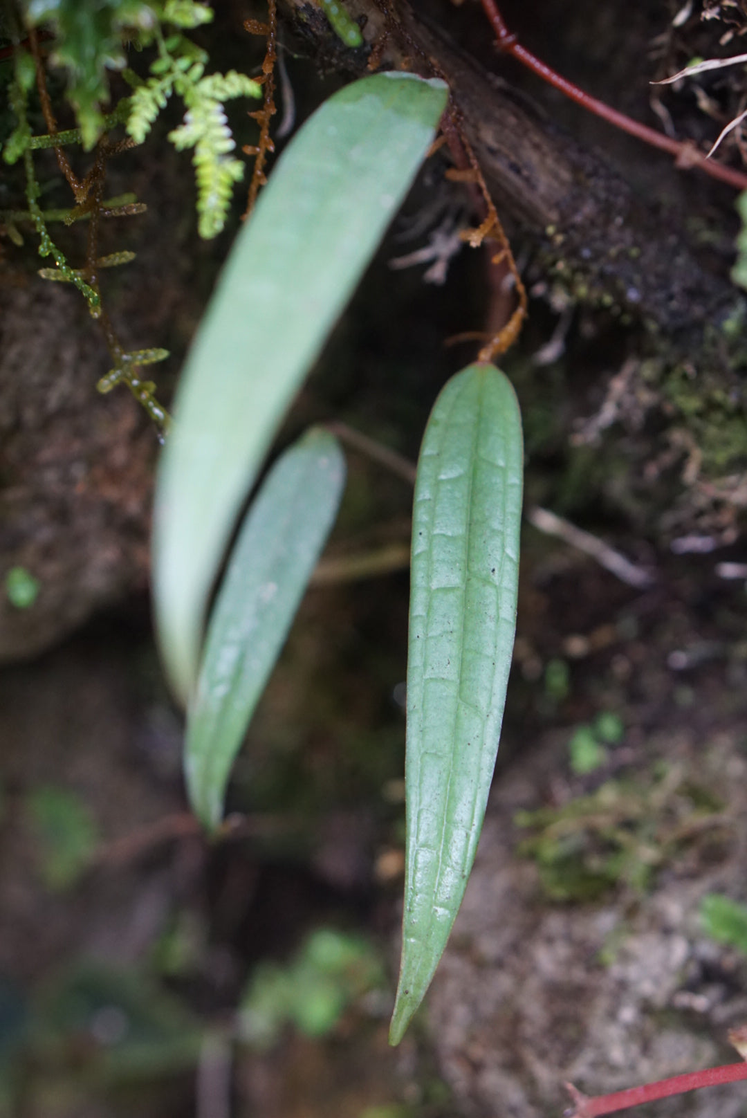 anthurium native land Anthurium sp. Andes
