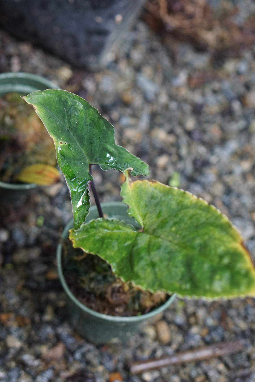 Chlorospatha atropurpurea