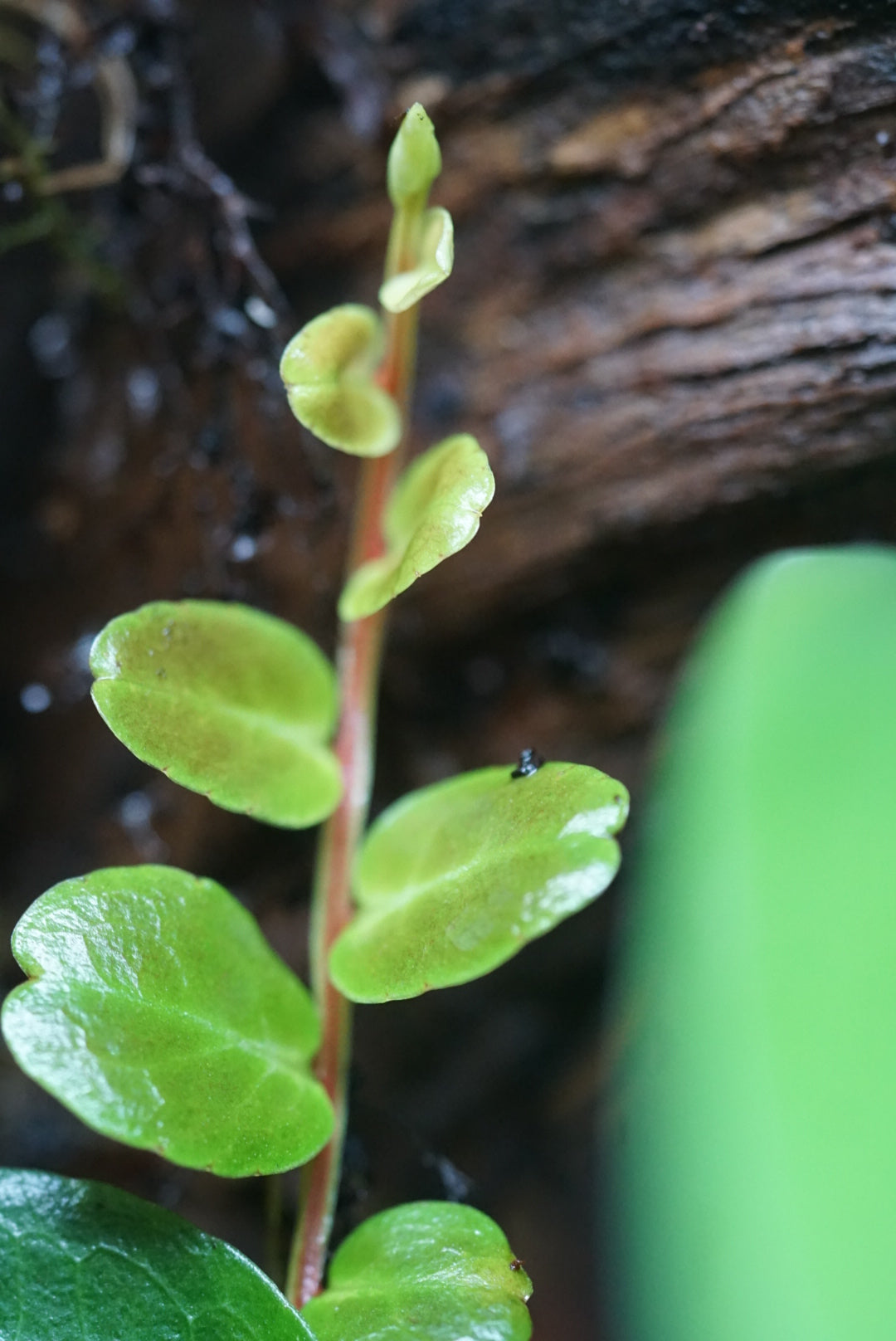 Marcgravia sp. 'White Seam'